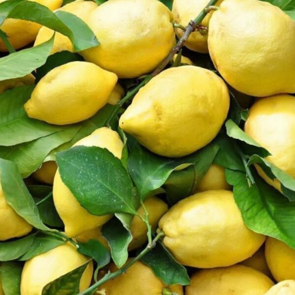Limoni di Ribera